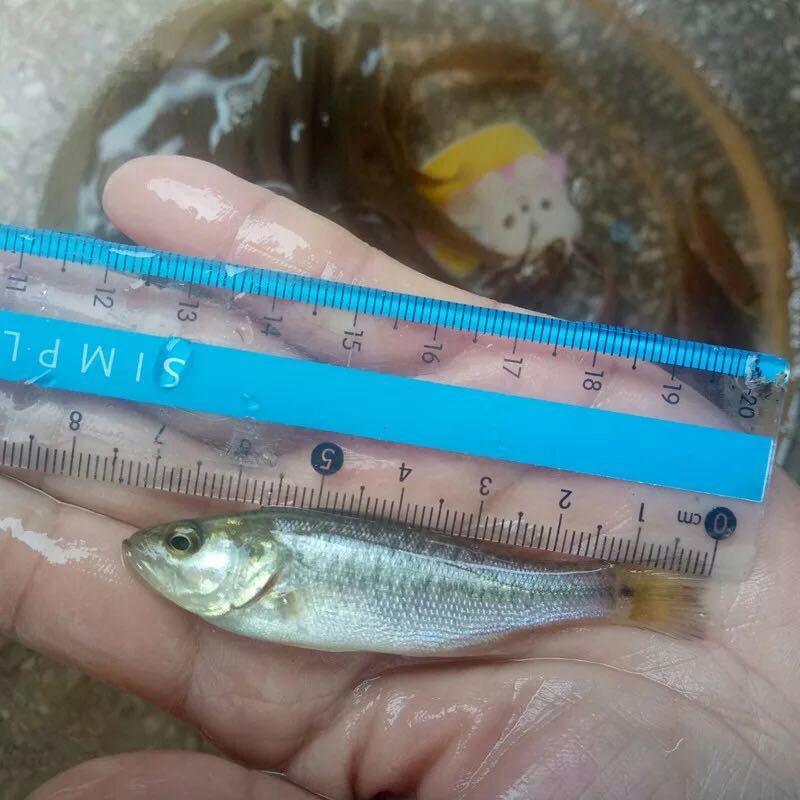 鲈鱼苗 淡水路亚苗 鲈鱼苗活体 活体淡水鱼苗 加州鲈鱼苗
