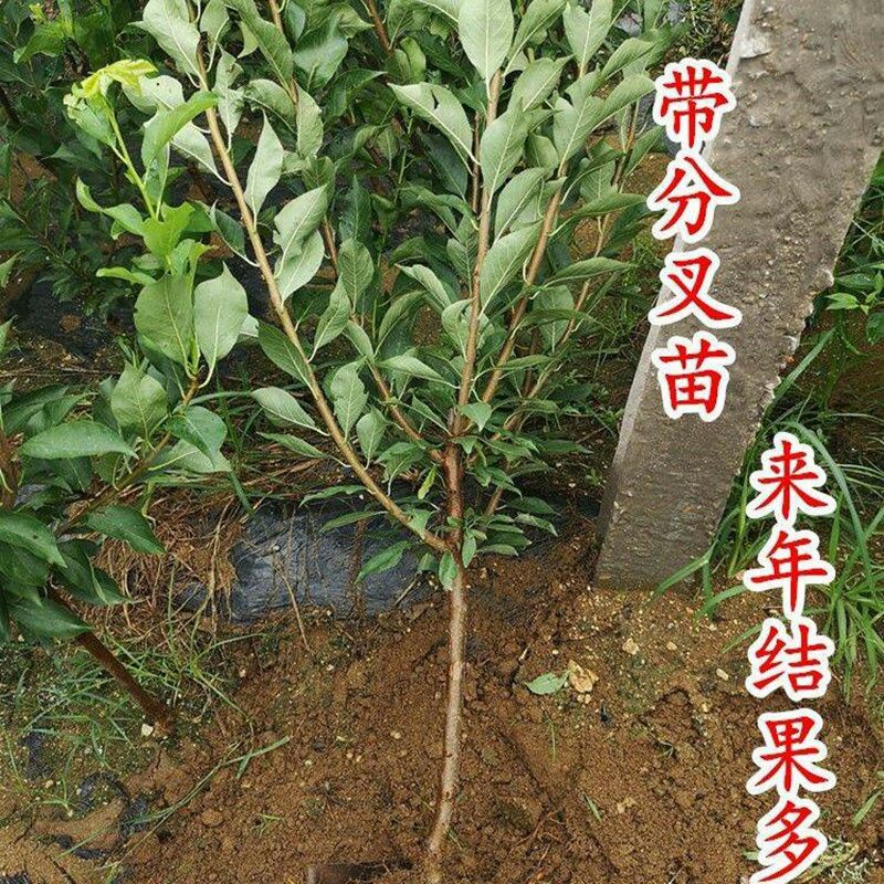 红美人李子苗 新品种美人醉李子苗嫁接树自花授粉抗旱抗寒南方北方种植当年结果