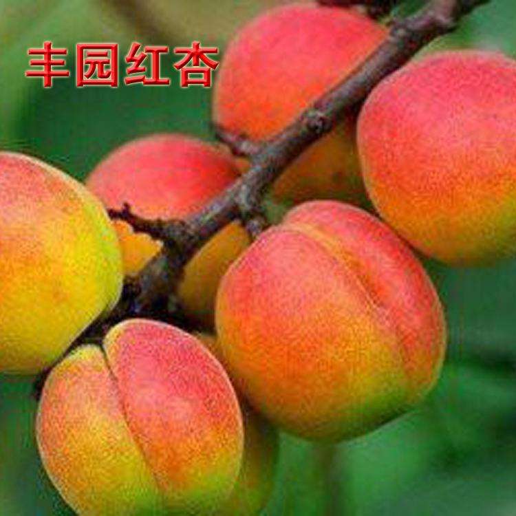 丰园红杏  陕西省大荔县丰园紅杏正在热卖中（代发、代办、代存