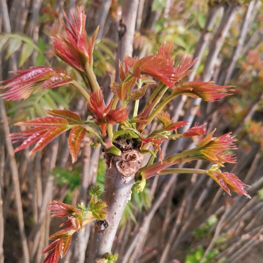 渭南红油香椿芽 混装通货