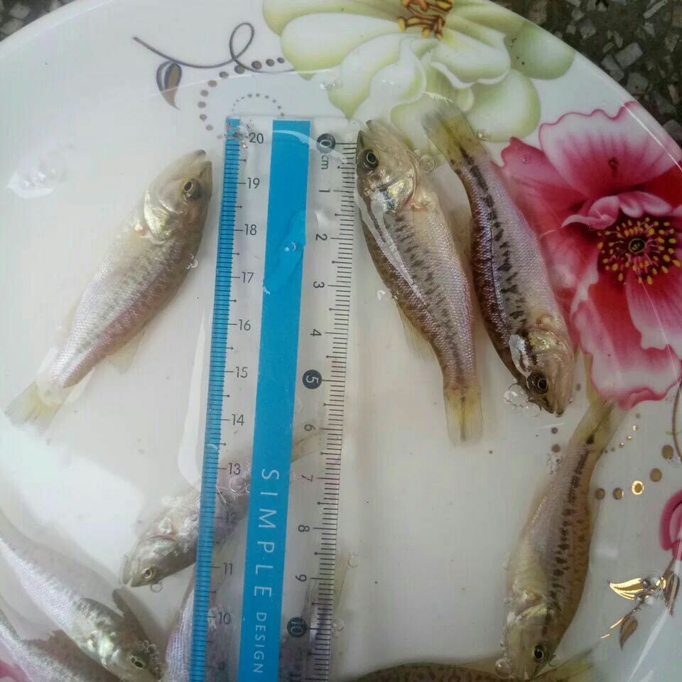 鲈鱼苗 淡水路亚苗 鲈鱼苗活体 活体淡水鱼苗 加州鲈鱼苗