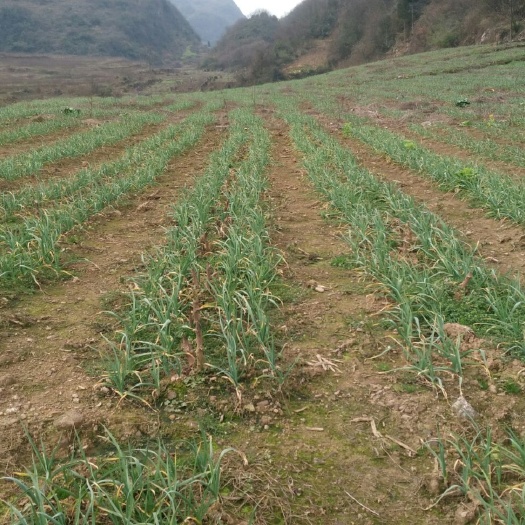 毕节 大蒜苗、红根蒜苗、蒜苔、大蒜