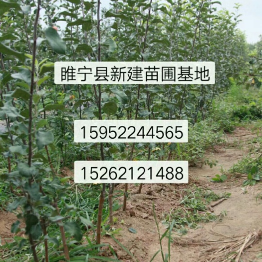 睢宁县华硕苹果苗  脱毒苗，品种纯度，假一赔十，现挖现发，成活率高