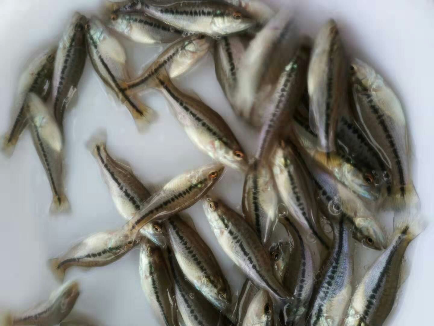 鲈鱼苗 淡水路亚苗 鲈鱼苗活体 活体淡水鱼苗 加州鲈鱼苗