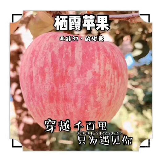 栖霞市 栖霞苹果