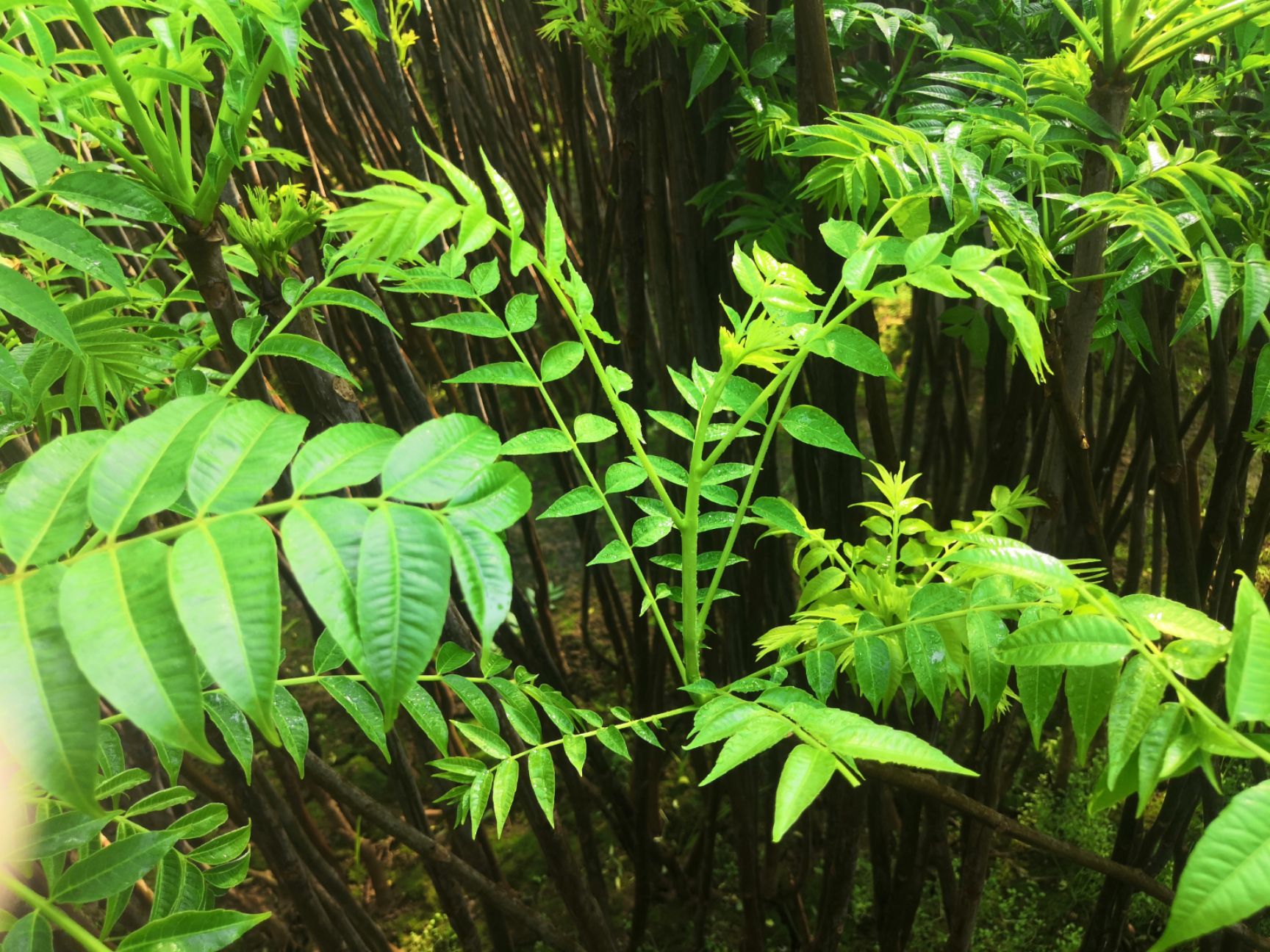 绿香椿芽 混装通货