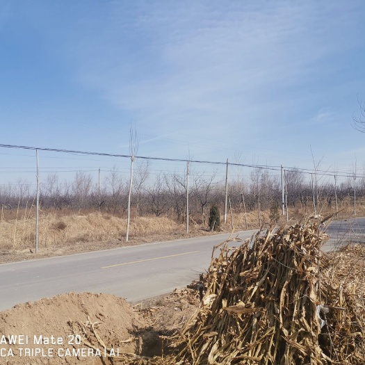 新河县灌木林地 我村现有万亩果林闲置土地，有需要的联系，水电配套，
