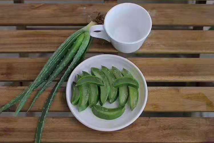 周口 热卖美容院超粘稠库拉索奶芦荟灌肤食用多肉植物四季常青绿植