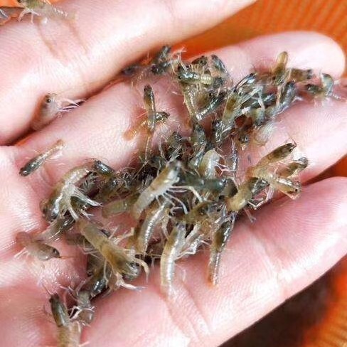 江门 澳洲淡水龙虾苗幼苗公分苗
