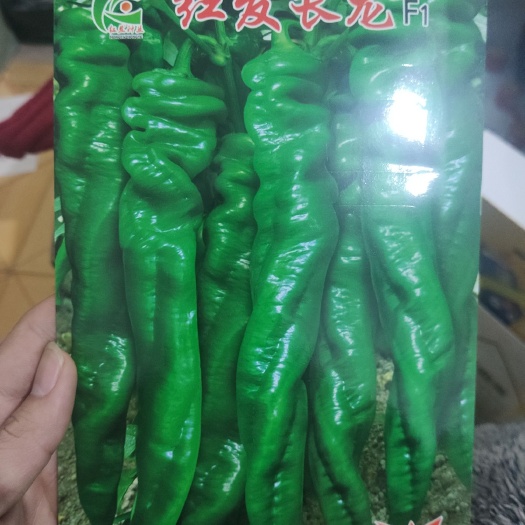 夏邑县 红发长龙  螺丝椒种子 早熟 挂果集中 抗病性强 长羊角型