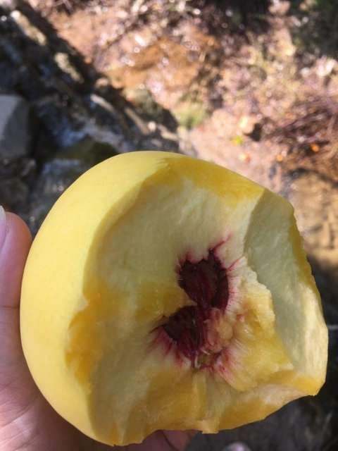 沂源县嫁接桃树苗 黄桃，红桃，