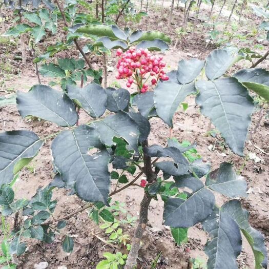 陇南无刺花椒苗  武都 无刺嫁接大红袍花椒苗产地直销物流找车 包技术指导