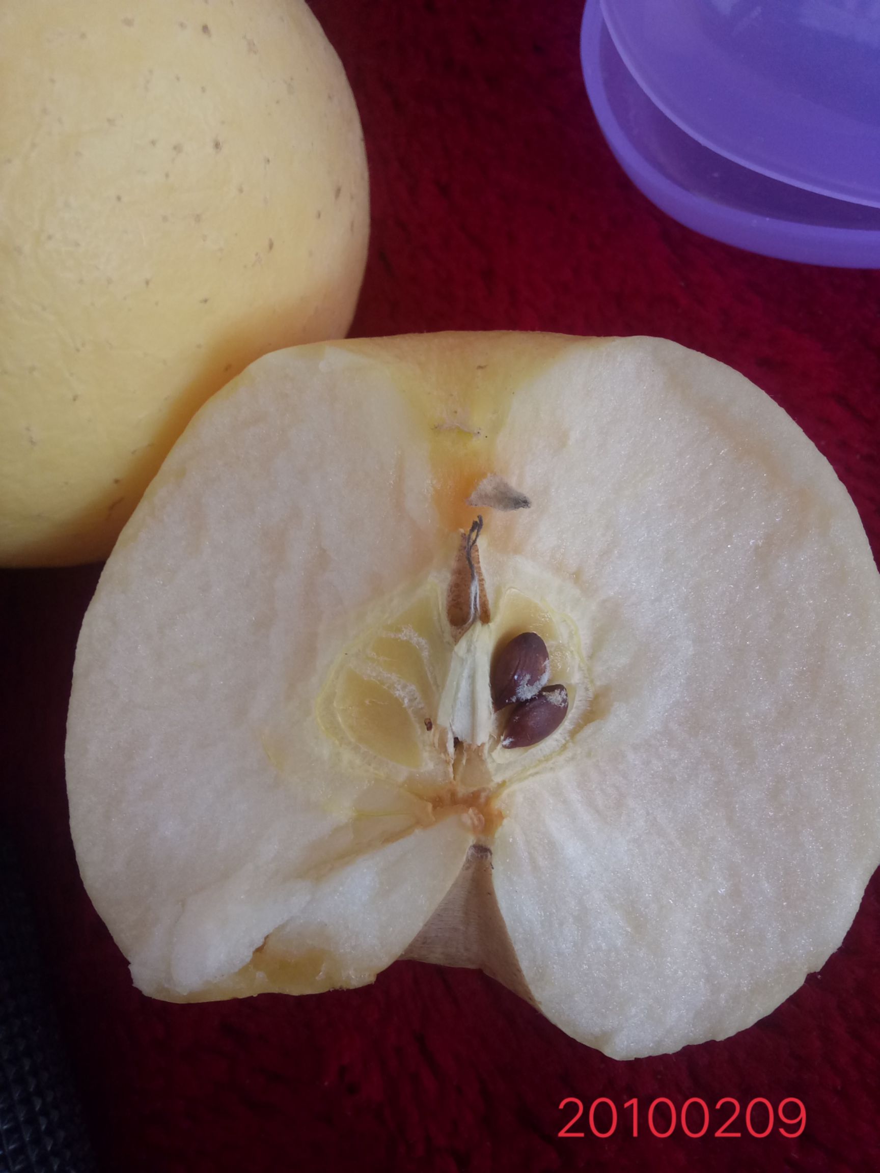 红富士苹果苗  懒人苹果黄苹果不套袋苹果早熟苹果黄金苹果苗