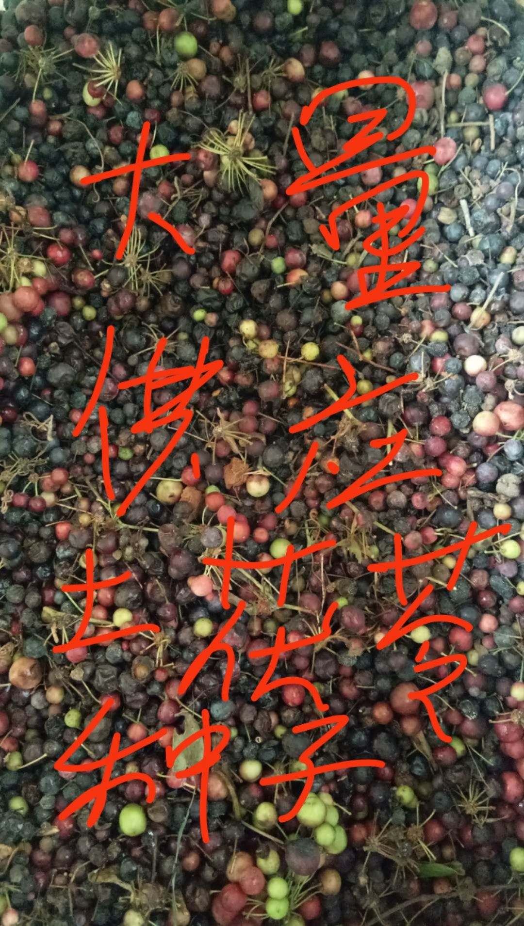  发财产品，资源紧缺无法满足，土茯苓苗