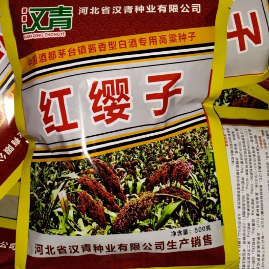 青县 汉青种业育种基地批发高粱种子
