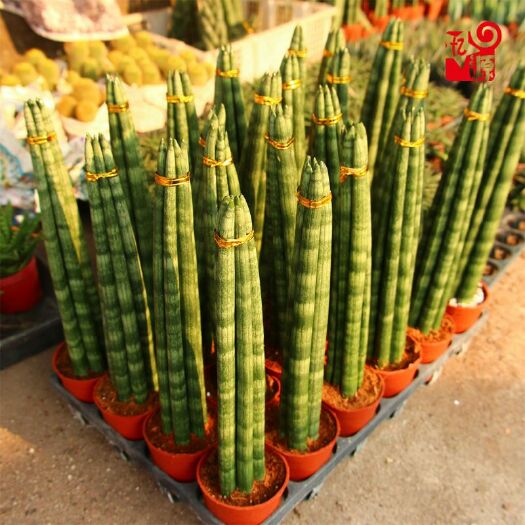虎皮兰 棒叶唬皮兰佛前香室内外绿植盆栽吸甲醛花卉客厅三棵装
