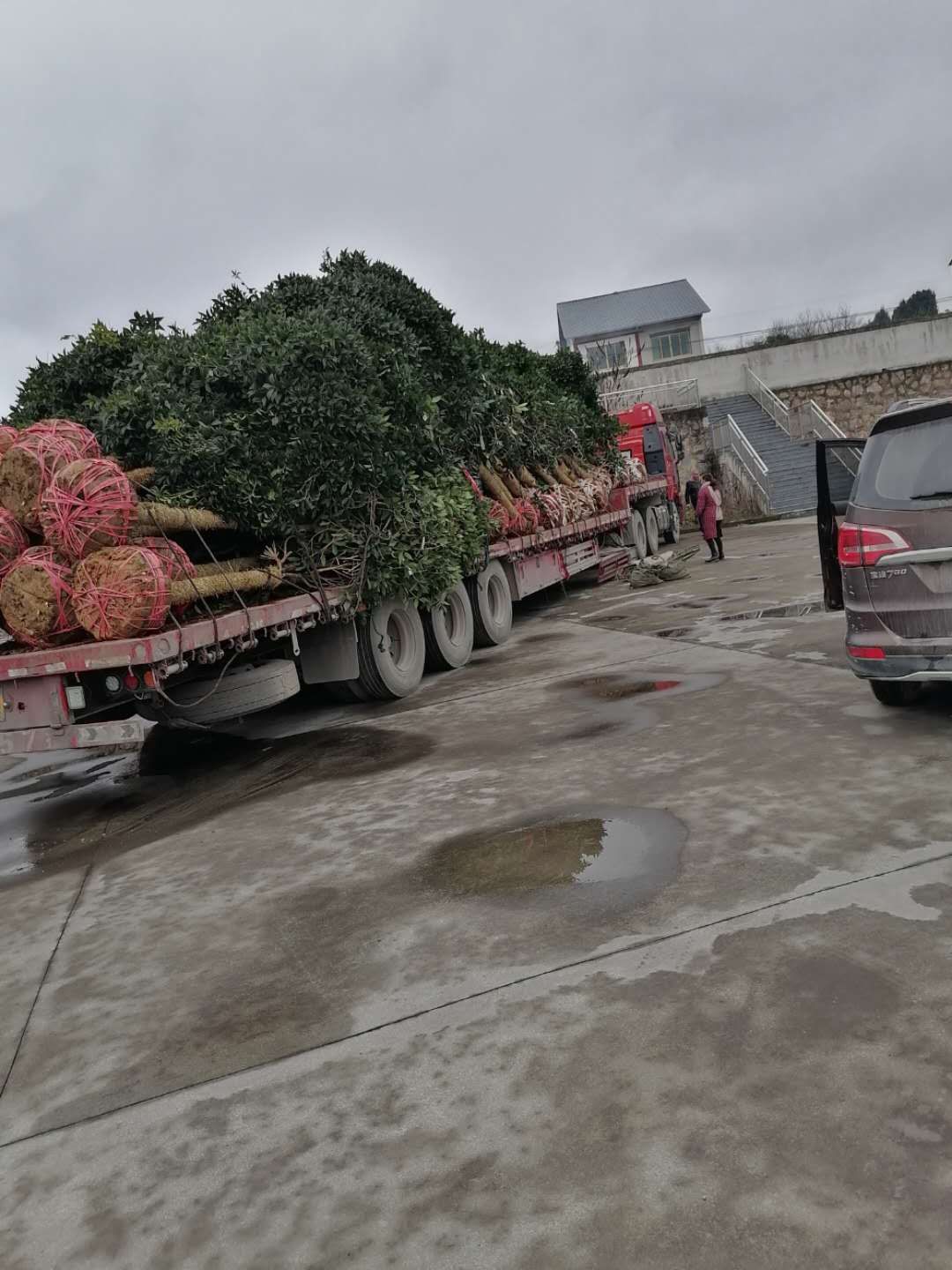 桂花树种子