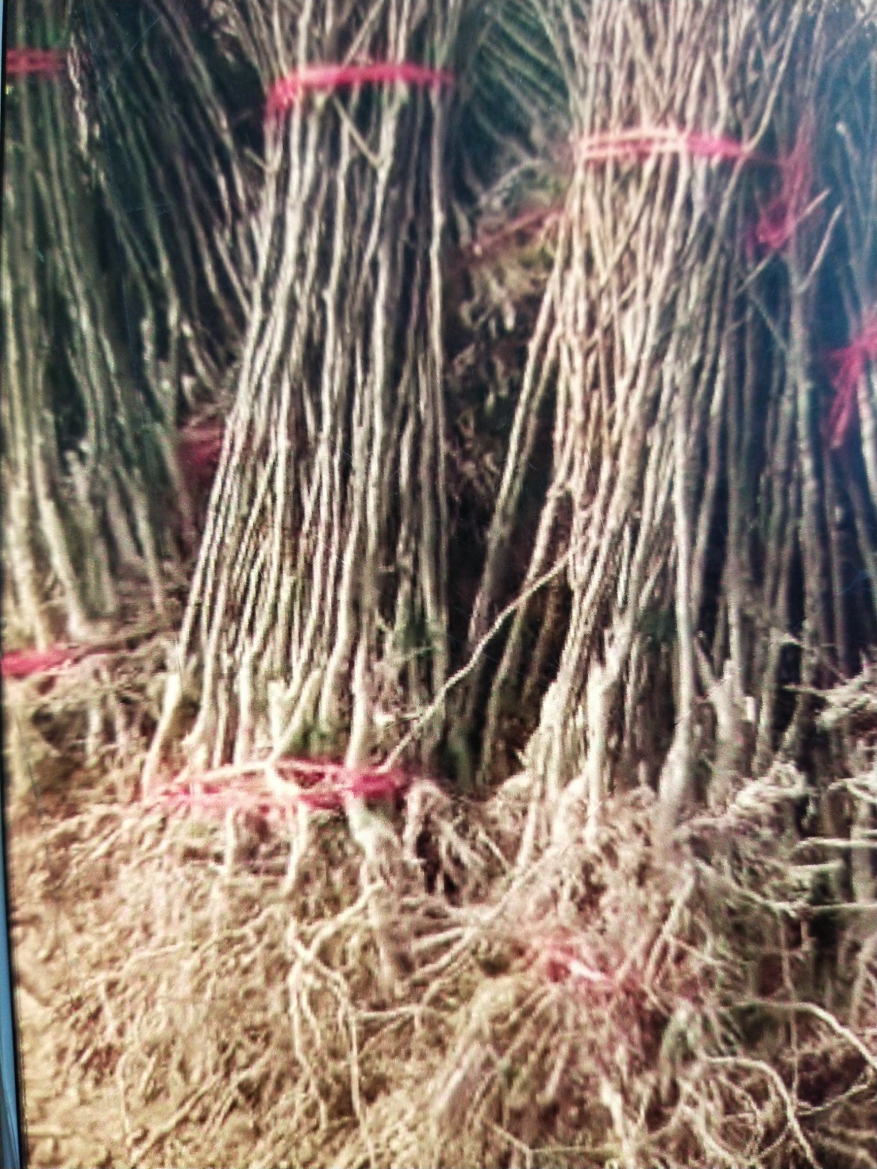 阜阳梨树苗 品种犁树苗
不限品种