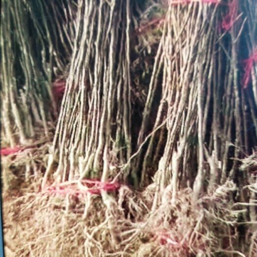 阜阳梨树苗 正宗品种犁树苗
不限品种