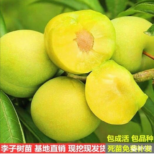 平邑县 嫁接青脆李子树苗，保成话，保品种，包邮