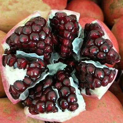 平邑县突尼斯软籽石榴树苗  【好品种】突尼斯软籽石榴 蒙阳红大石榴  嫁接大苗 当年挂果