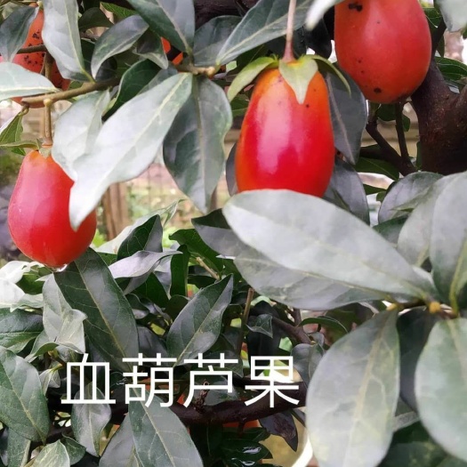 井研县大处理嫁接金弹子挂果品种桩，有葫芦果型，血红，花生果型，