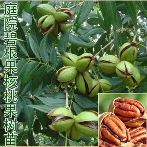 平邑县纸皮核桃苗 热销山东核桃树苗 产量高 好种植 提供技术管理 当年结果
