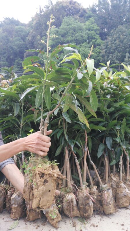 容县金煌芒果苗  金皇芒嫁接苗 桂七芒嫁接苗