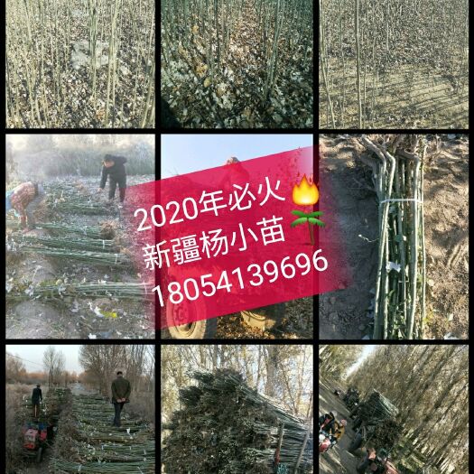 2024年新疆杨小苗