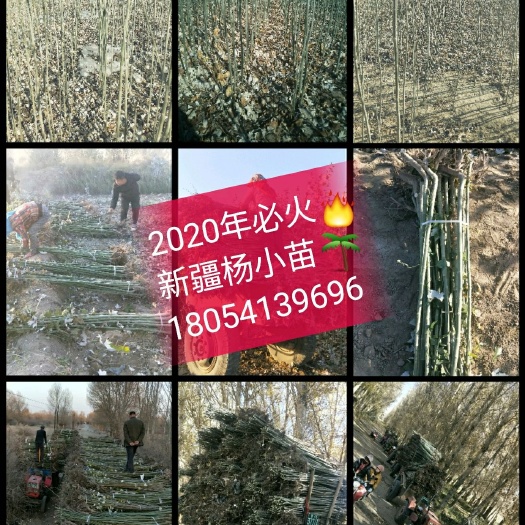 酒泉2024年新疆杨小苗