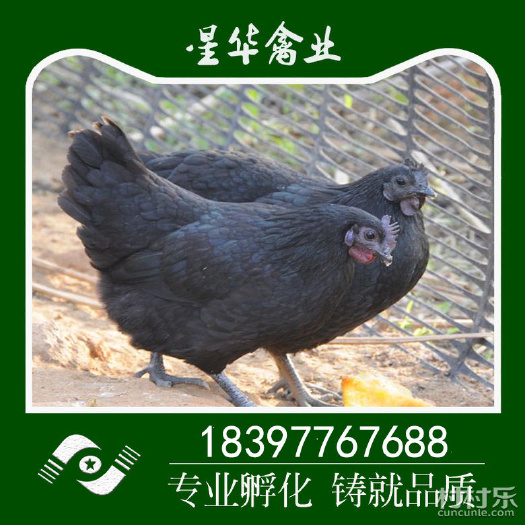 衡南县 绿壳蛋鸡苗