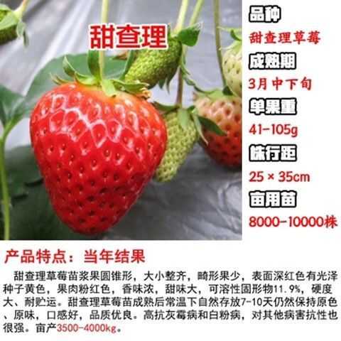 平邑县甜查理草莓苗 三月份成熟，甜度高