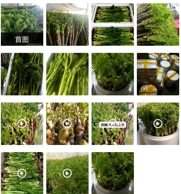 东北野山野菜，吃嫩芽，小根菜，猴腿，蒲公英，柳蒿芽。