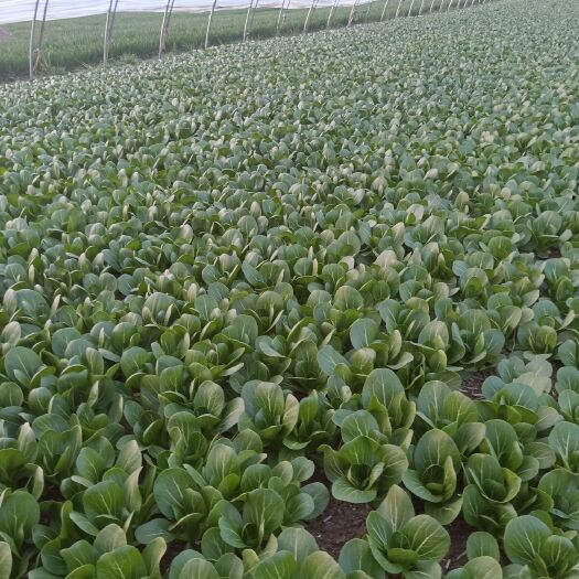 太和县南方油白菜 1~2两