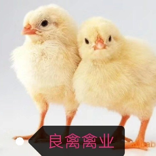 濮阳县 良禽禽业———销售优质817鸡苗