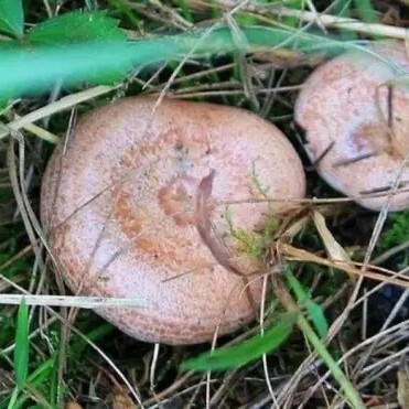 三都县松树菌 高原农产品，松树菇(菌)