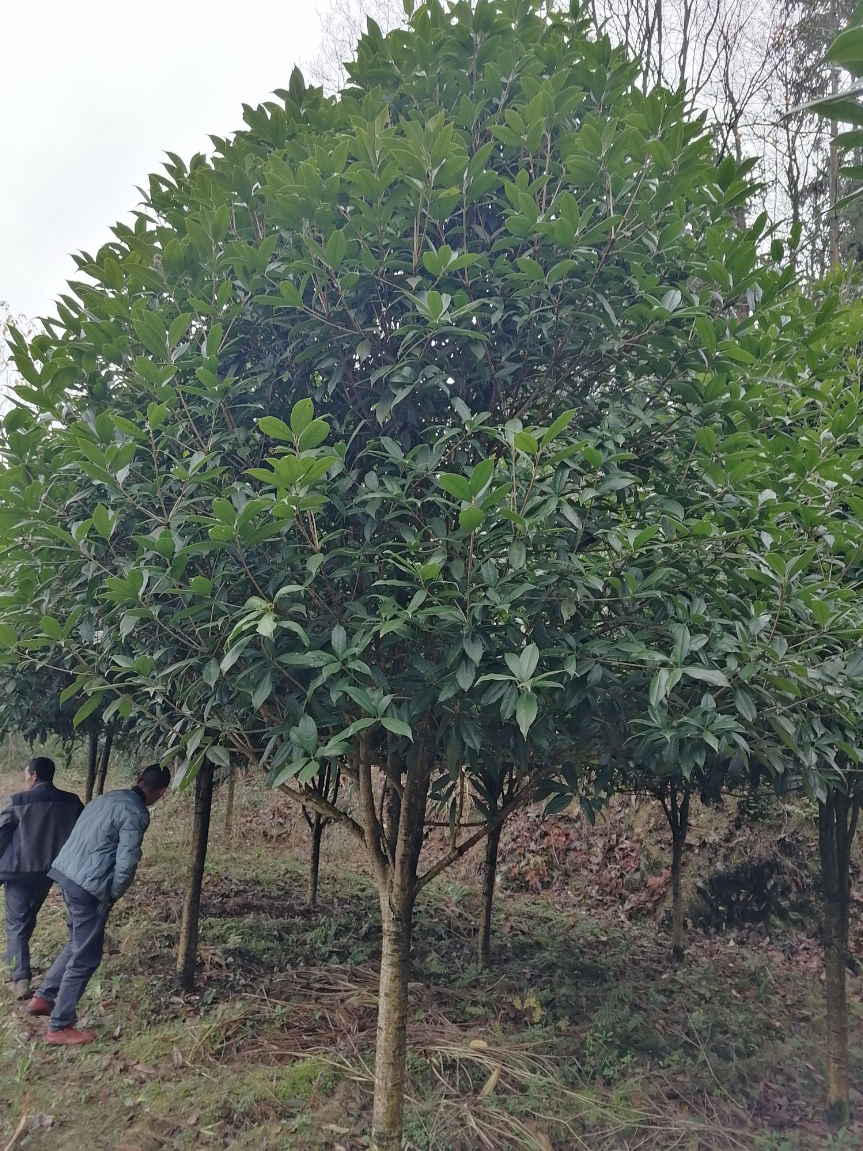 桂花树种子