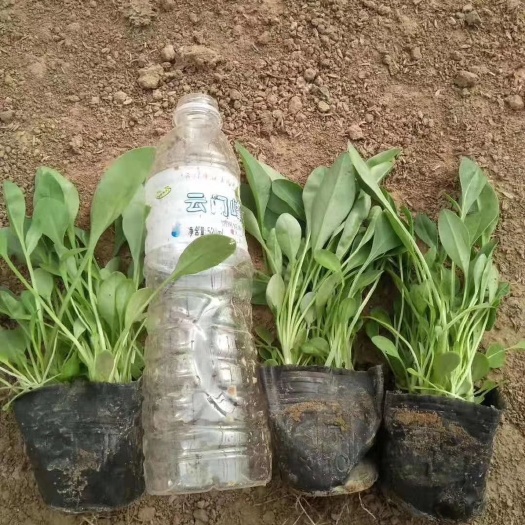 青州市金鸡菊苗  自家金鸡菊出售