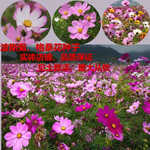 沭阳县 波斯菊种子好看格桑花草种四季好种花籽室内外野花组合盆栽