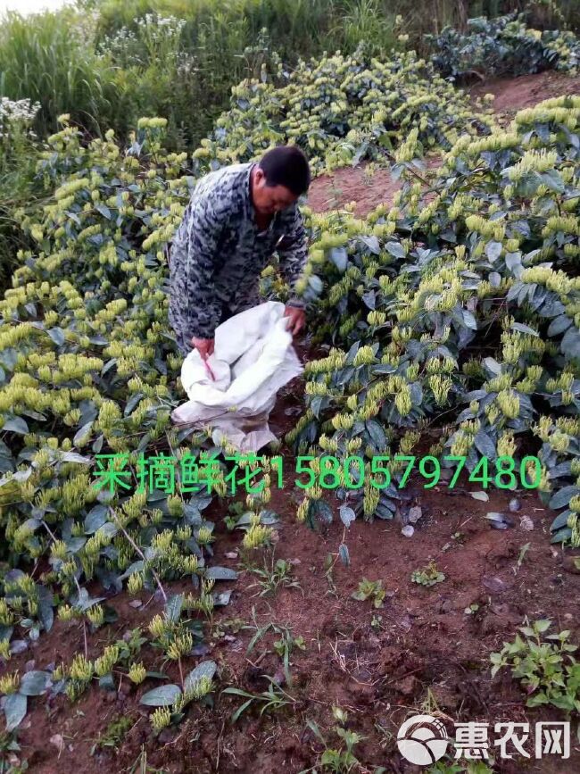 树形金银花 金銀花苗木价格，渝蕾金銀花苗木批发基地，湘蕾金銀花苗木直供。