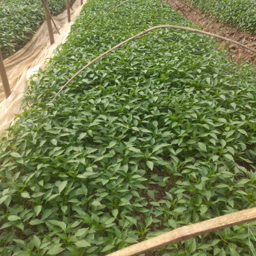 资阳二荆条辣椒苗 优质香辣二筋条，果长30厘米左右，亩产4500公斤左右，