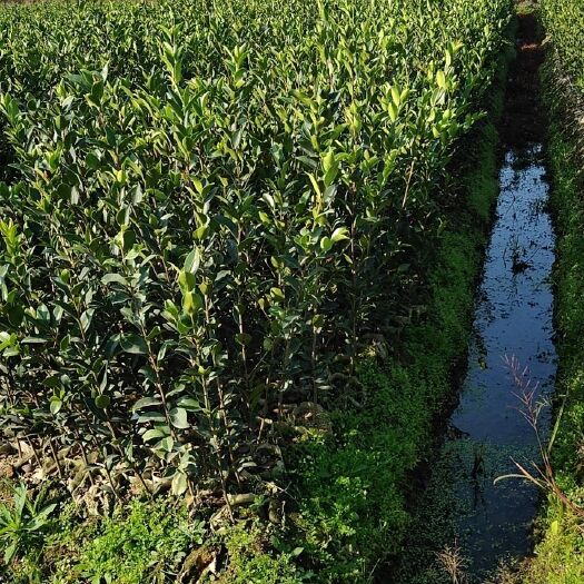 攸县油茶树苗  高产嫁接油茶苗