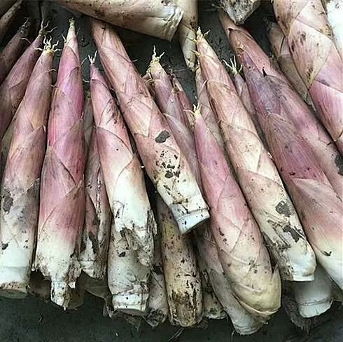 杭州临安春笋大号