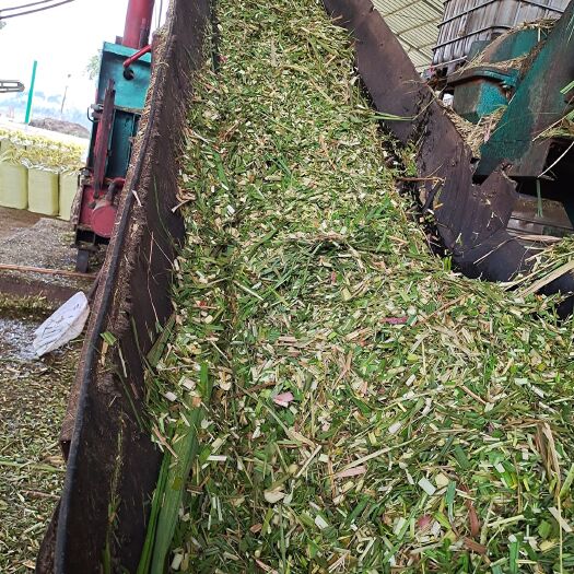 横州市甘蔗尾青贮草料