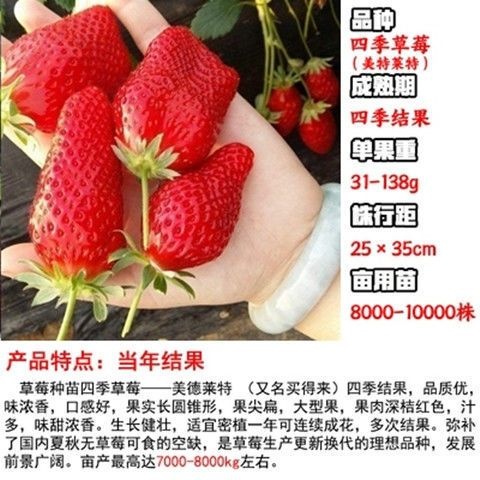 平邑县四季草莓苗 四季结果，甜度高。