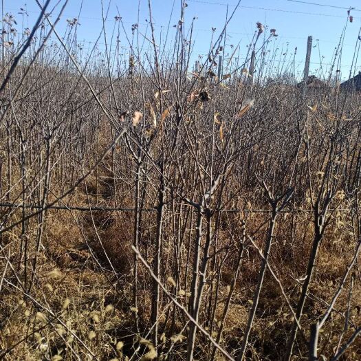 正宁县冰糖心苹果苗 四年苹果苗根径2公分以上
