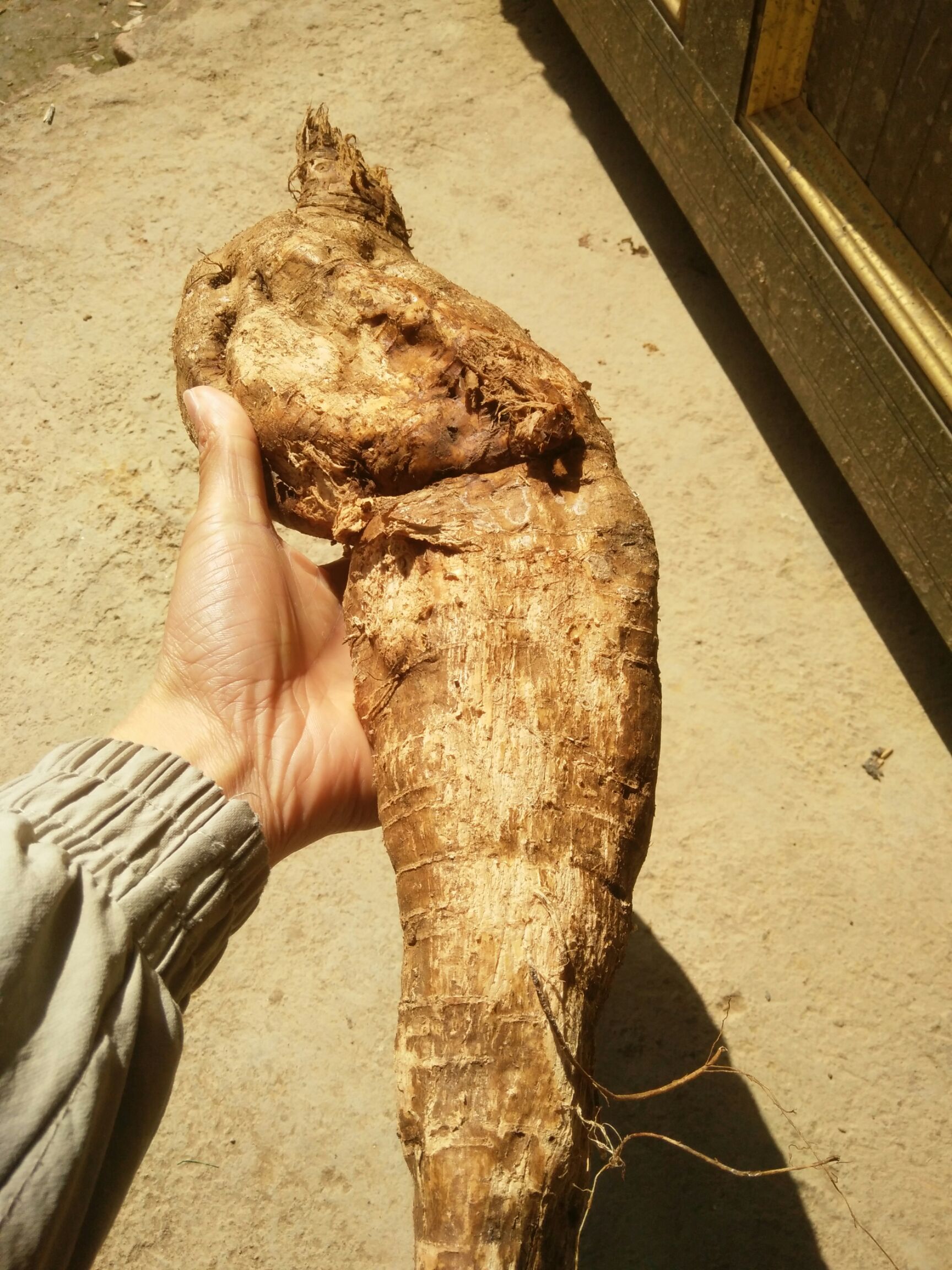 野生葛根  精品葛根粉产地直销物美价廉量大从优欢迎来购