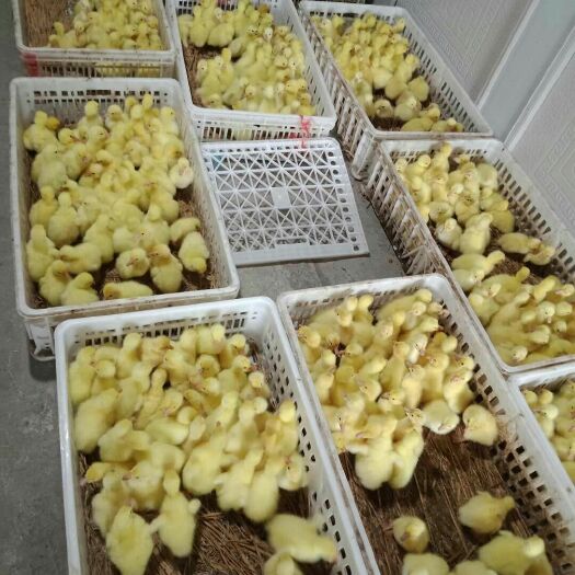 凯里市狮头鹅苗 狮头鹅   三花鹅  优良品种  70天左右出栏