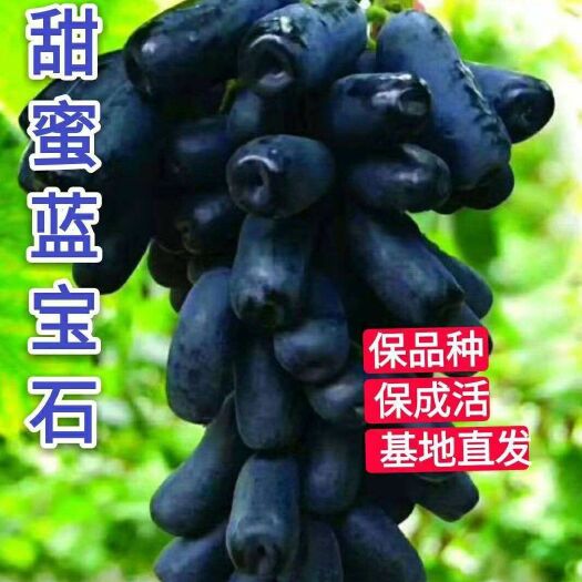 平邑县蓝宝石葡萄苗