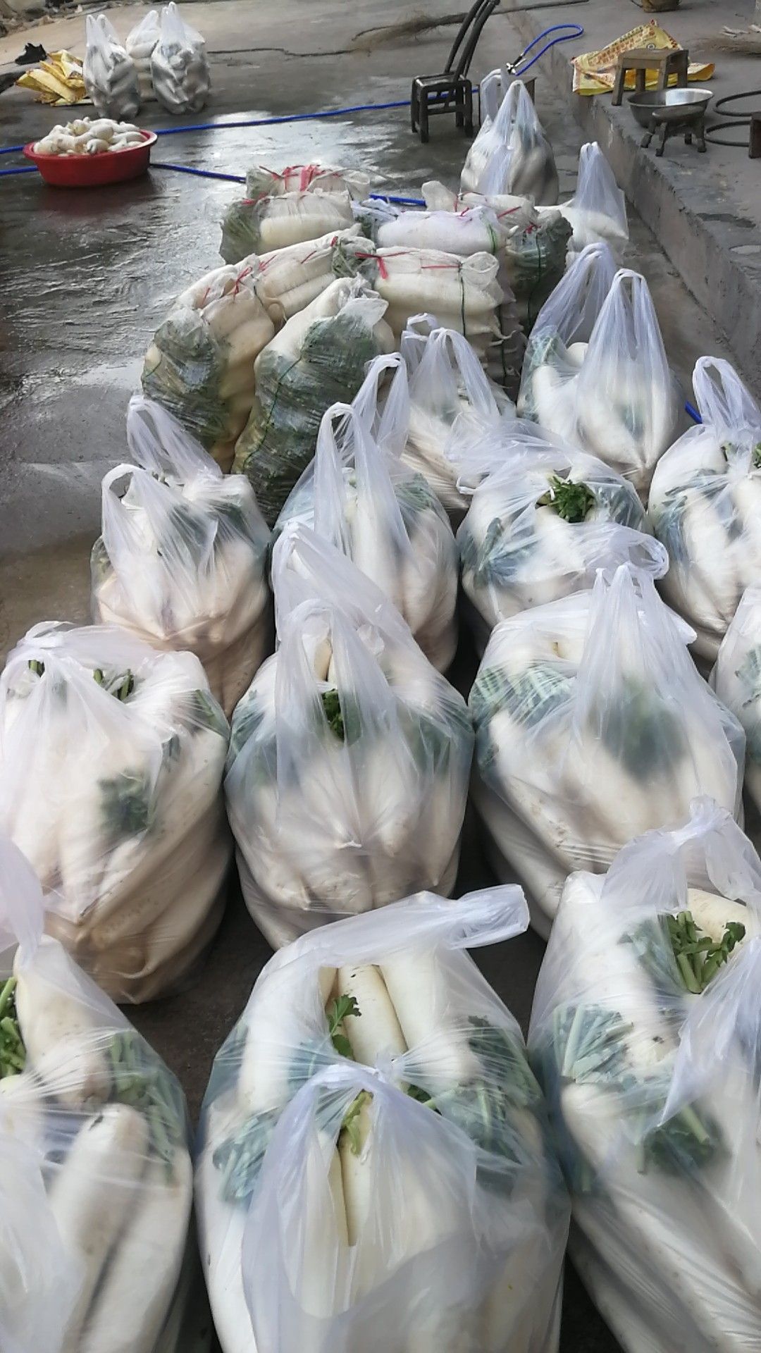 菊锦大白菜 產地直供